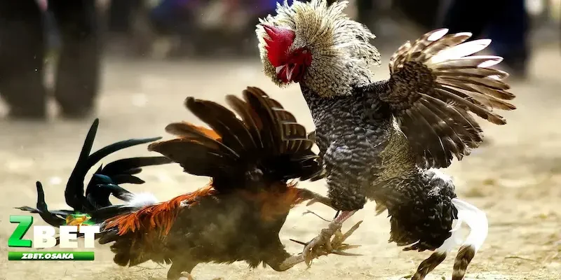 đá gà Thomo