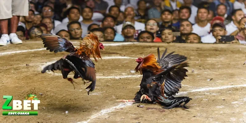 Kèo Meron, Wala Là Gì - Cách Chơi Và Kinh Nghiệm Đặt Cược 1 kèo Meron, Wala là gì