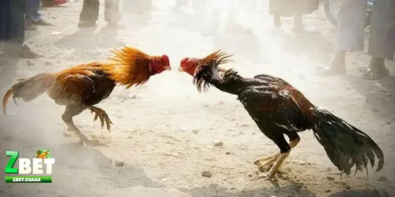 Kinh nghiệm và cách cá cược đá gà Thomo hiệu quả